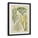 Espécimen De Algas En Verde Iii - Vision Studio | Cuadro decorativo de Canvas Lab