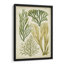 Espécimen De Algas En Verde Iii - Vision Studio | Cuadro decorativo de Canvas Lab
