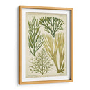 Espécimen De Algas En Verde Iii - Vision Studio | Cuadro decorativo de Canvas Lab
