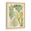 Espécimen De Algas En Verde Iii - Vision Studio | Cuadro decorativo de Canvas Lab