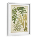 Espécimen De Algas En Verde Iii - Vision Studio | Cuadro decorativo de Canvas Lab