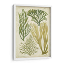 Espécimen De Algas En Verde Iii - Vision Studio | Cuadro decorativo de Canvas Lab