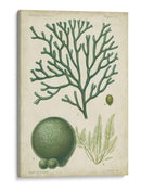 Espécimen De Algas En Verde Iv - Vision Studio | Cuadro decorativo de Canvas Lab