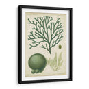 Espécimen De Algas En Verde Iv - Vision Studio | Cuadro decorativo de Canvas Lab