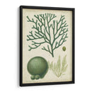 Espécimen De Algas En Verde Iv - Vision Studio | Cuadro decorativo de Canvas Lab