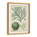 Espécimen De Algas En Verde Iv - Vision Studio | Cuadro decorativo de Canvas Lab