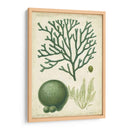 Espécimen De Algas En Verde Iv - Vision Studio | Cuadro decorativo de Canvas Lab