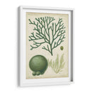 Espécimen De Algas En Verde Iv - Vision Studio | Cuadro decorativo de Canvas Lab