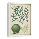Espécimen De Algas En Verde Iv - Vision Studio | Cuadro decorativo de Canvas Lab