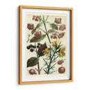 Frutas Y Follaje I - Vision Studio | Cuadro decorativo de Canvas Lab