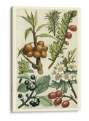 Frutas Y Follaje Iii - Vision Studio | Cuadro decorativo de Canvas Lab