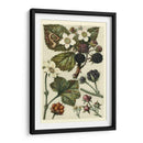 Frutas Y Follaje Vi - Vision Studio | Cuadro decorativo de Canvas Lab