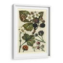 Frutas Y Follaje Vi - Vision Studio | Cuadro decorativo de Canvas Lab