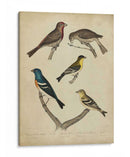 Bonapart Pájaros I - Charles L. Bonapart | Cuadro decorativo de Canvas Lab