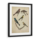 Bonapart Pájaros I - Charles L. Bonapart | Cuadro decorativo de Canvas Lab