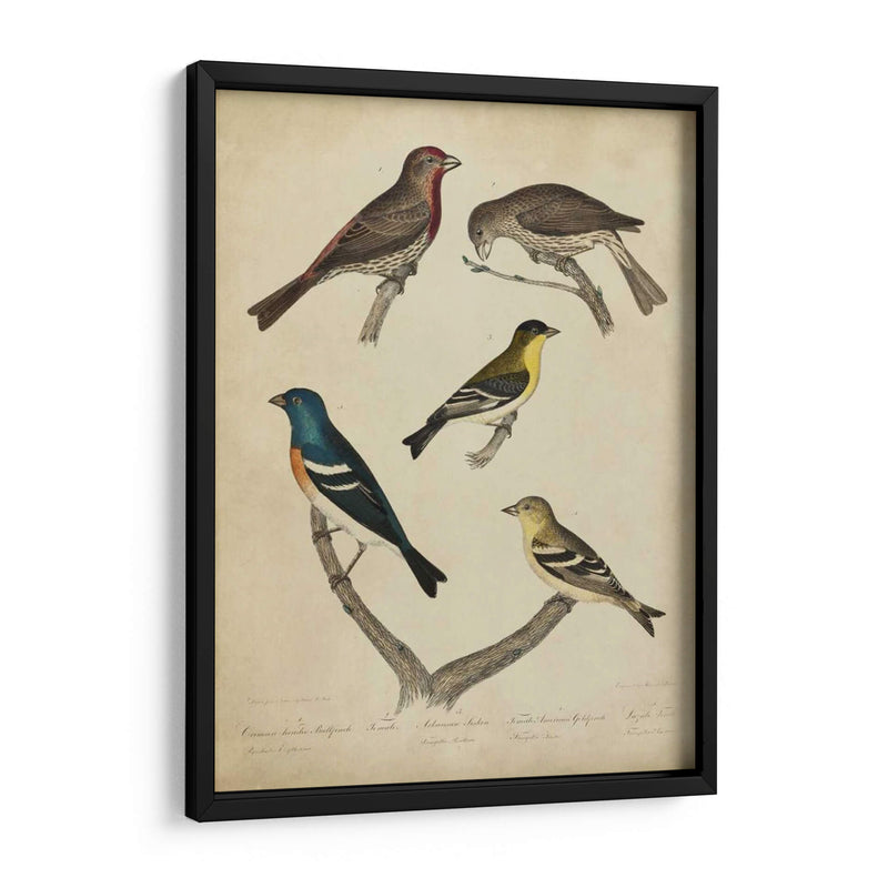 Bonapart Pájaros I - Charles L. Bonapart | Cuadro decorativo de Canvas Lab