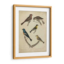 Bonapart Pájaros I - Charles L. Bonapart | Cuadro decorativo de Canvas Lab