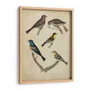 Bonapart Pájaros I - Charles L. Bonapart | Cuadro decorativo de Canvas Lab