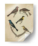 Bonapart Pájaros I - Charles L. Bonapart | Cuadro decorativo de Canvas Lab