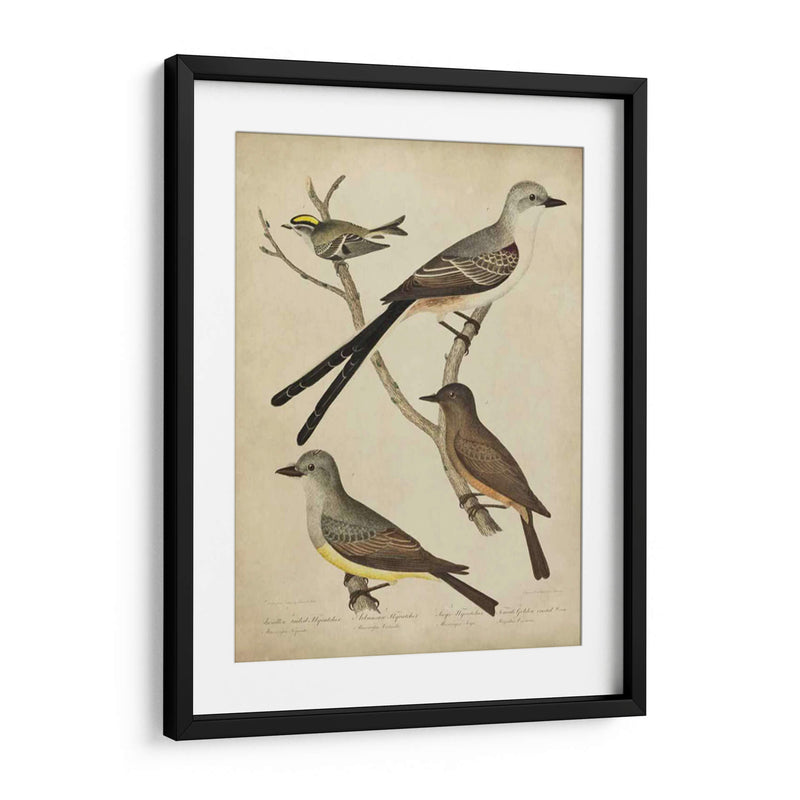 Bonapart Birds Ii - Charles L. Bonapart | Cuadro decorativo de Canvas Lab