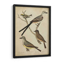 Bonapart Birds Ii - Charles L. Bonapart | Cuadro decorativo de Canvas Lab