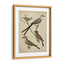 Bonapart Birds Ii - Charles L. Bonapart | Cuadro decorativo de Canvas Lab