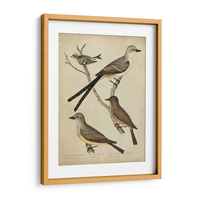 Bonapart Birds Ii - Charles L. Bonapart | Cuadro decorativo de Canvas Lab