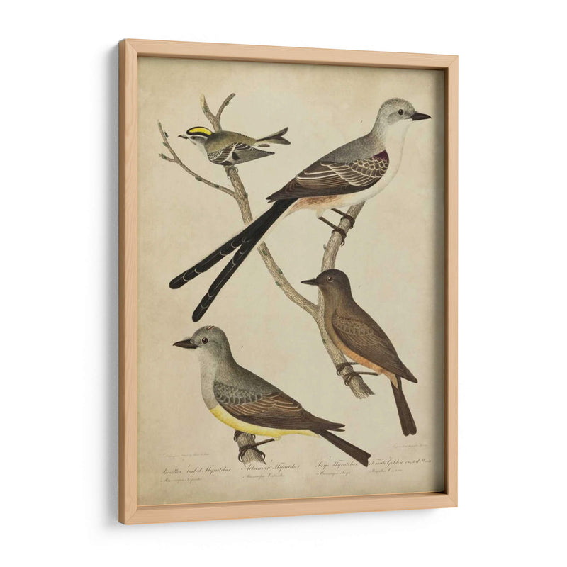 Bonapart Birds Ii - Charles L. Bonapart | Cuadro decorativo de Canvas Lab