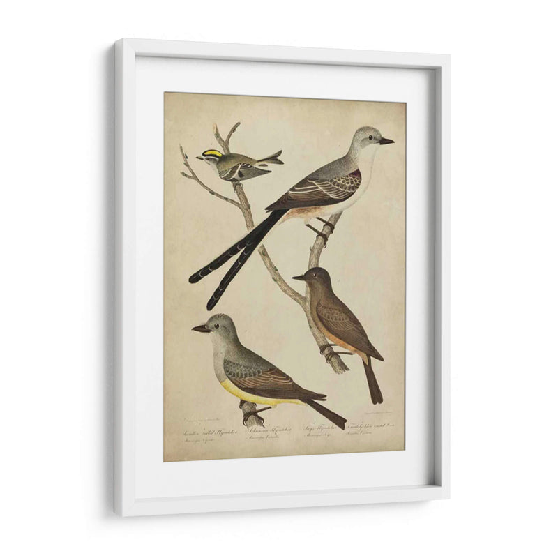 Bonapart Birds Ii - Charles L. Bonapart | Cuadro decorativo de Canvas Lab