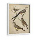 Bonapart Birds Ii - Charles L. Bonapart | Cuadro decorativo de Canvas Lab
