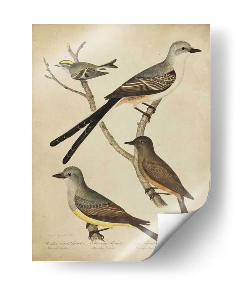 Bonapart Birds Ii - Charles L. Bonapart | Cuadro decorativo de Canvas Lab