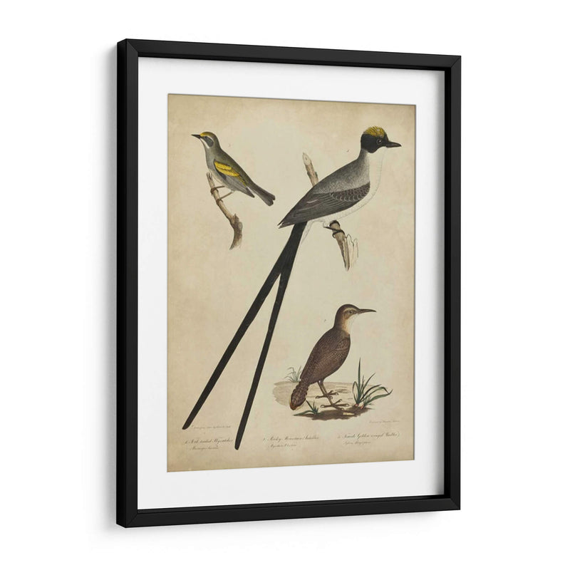 Bonapart Birds Iii - Charles L. Bonapart | Cuadro decorativo de Canvas Lab