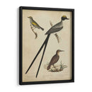 Bonapart Birds Iii - Charles L. Bonapart | Cuadro decorativo de Canvas Lab