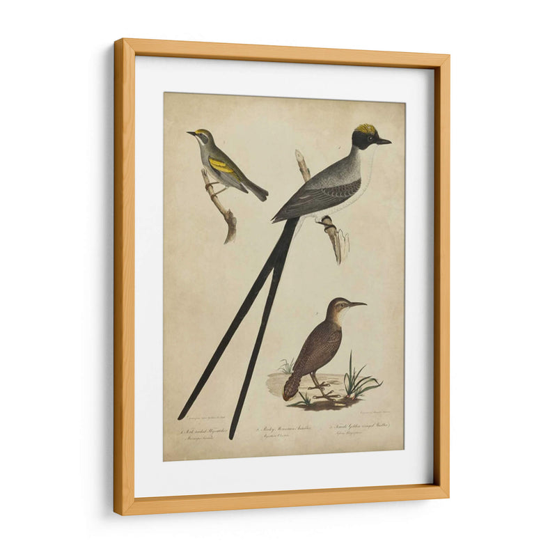 Bonapart Birds Iii - Charles L. Bonapart | Cuadro decorativo de Canvas Lab