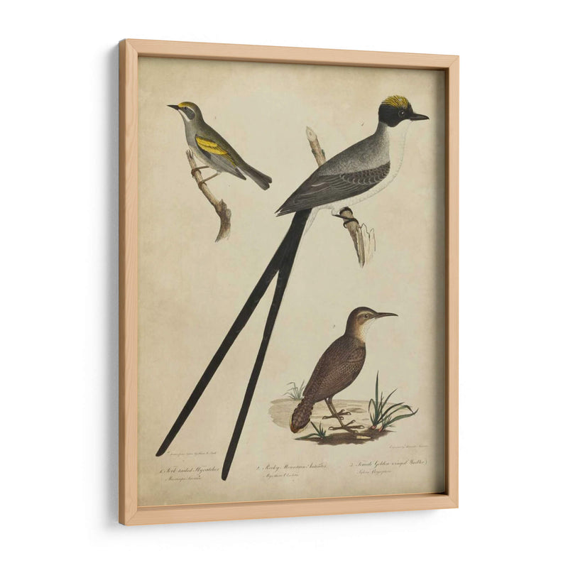 Bonapart Birds Iii - Charles L. Bonapart | Cuadro decorativo de Canvas Lab