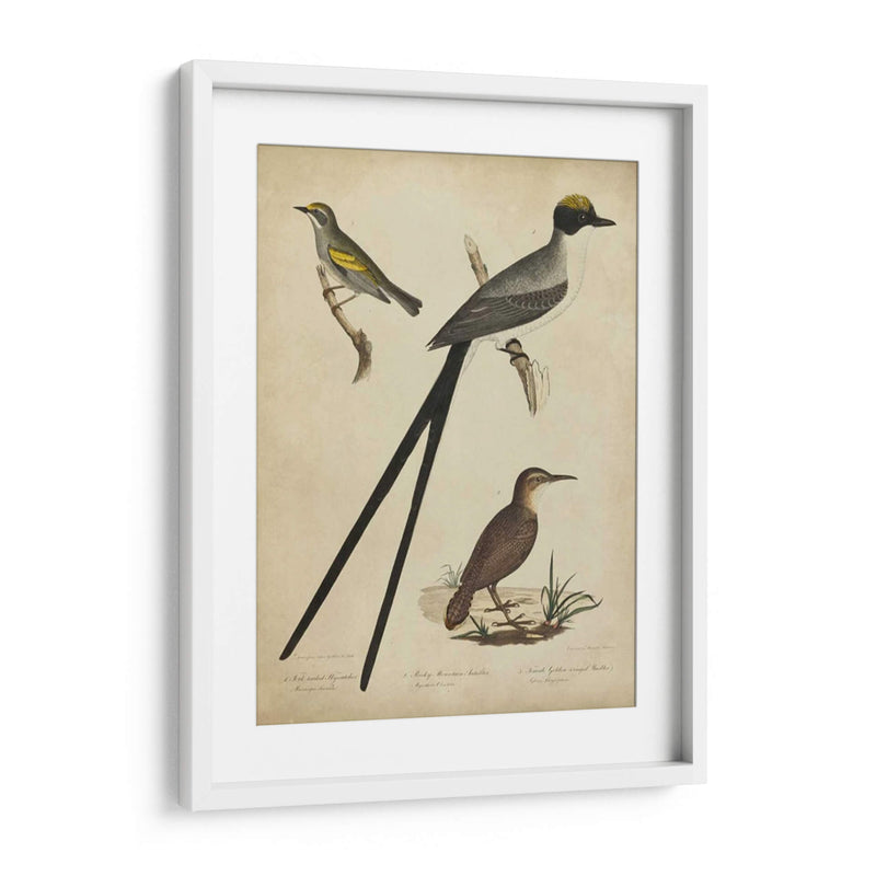 Bonapart Birds Iii - Charles L. Bonapart | Cuadro decorativo de Canvas Lab