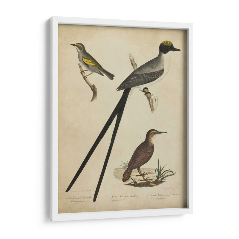 Bonapart Birds Iii - Charles L. Bonapart | Cuadro decorativo de Canvas Lab