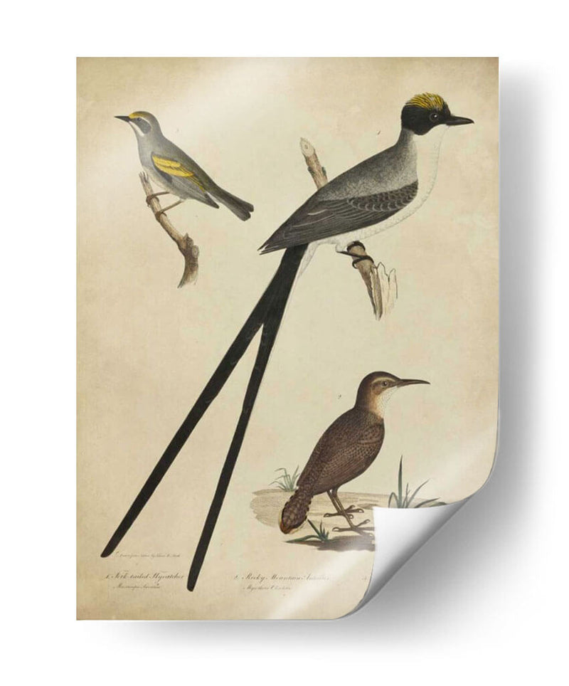 Bonapart Birds Iii - Charles L. Bonapart | Cuadro decorativo de Canvas Lab