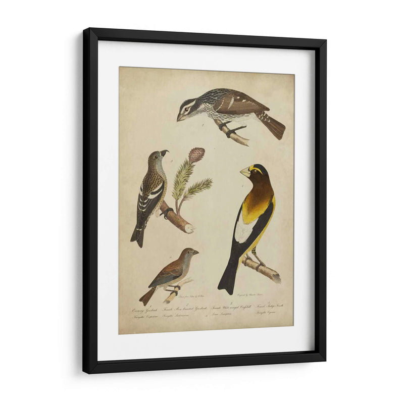 Bonapart Birds Iv - Charles L. Bonapart | Cuadro decorativo de Canvas Lab