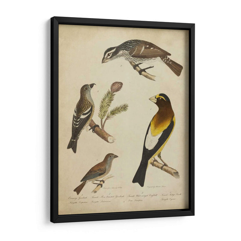 Bonapart Birds Iv - Charles L. Bonapart | Cuadro decorativo de Canvas Lab