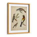 Bonapart Birds Iv - Charles L. Bonapart | Cuadro decorativo de Canvas Lab