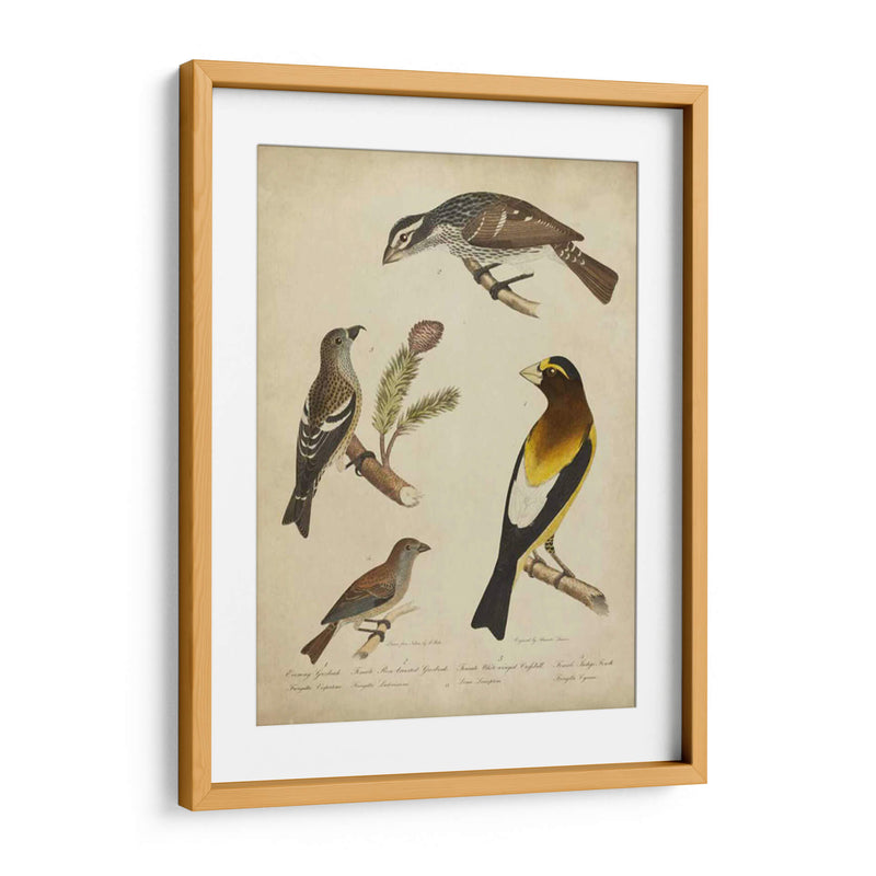 Bonapart Birds Iv - Charles L. Bonapart | Cuadro decorativo de Canvas Lab