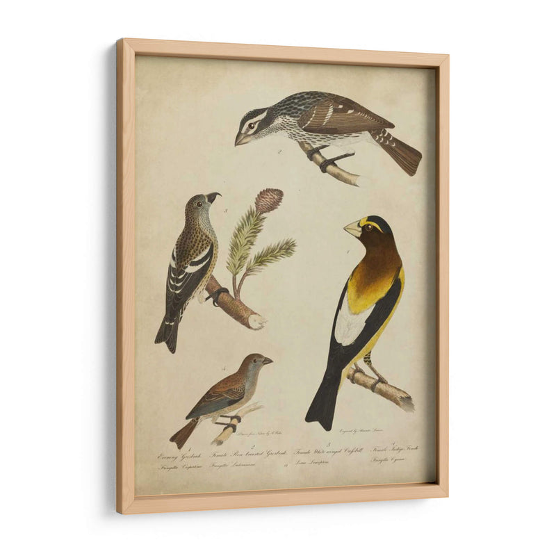 Bonapart Birds Iv - Charles L. Bonapart | Cuadro decorativo de Canvas Lab