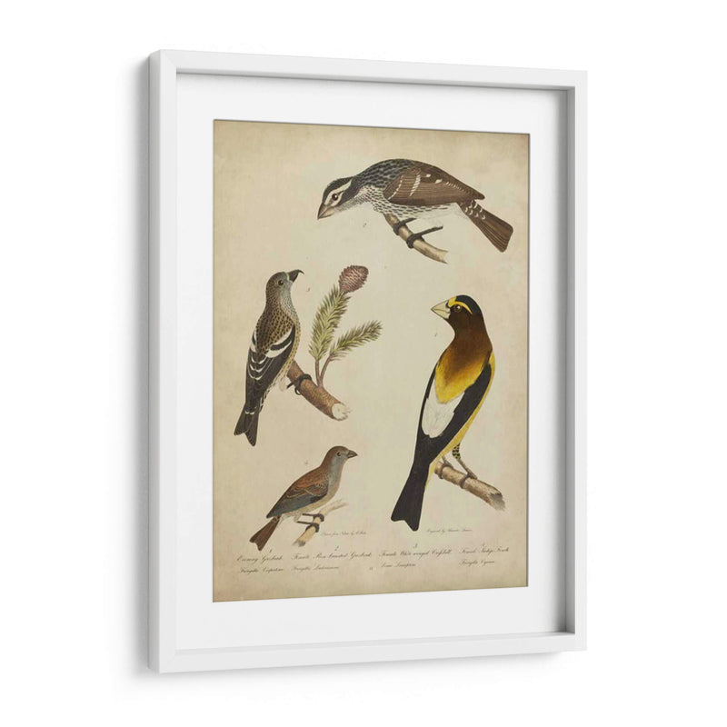 Bonapart Birds Iv - Charles L. Bonapart | Cuadro decorativo de Canvas Lab