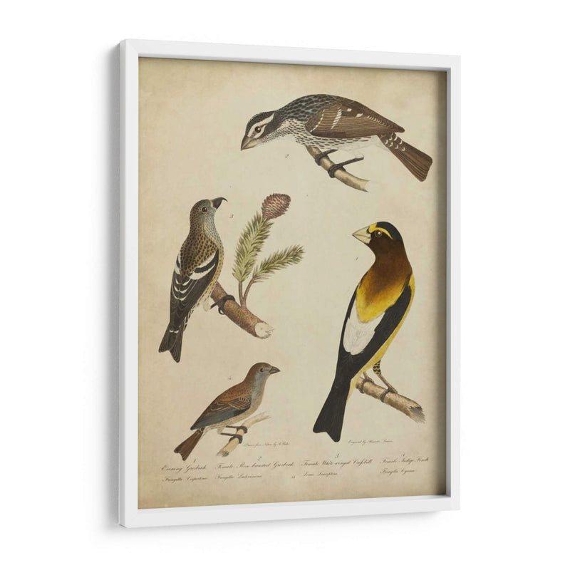 Bonapart Birds Iv - Charles L. Bonapart | Cuadro decorativo de Canvas Lab