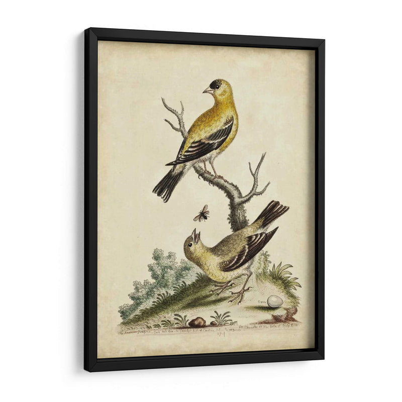 Pares De Aves Edwards Iii - George Edwards | Cuadro decorativo de Canvas Lab