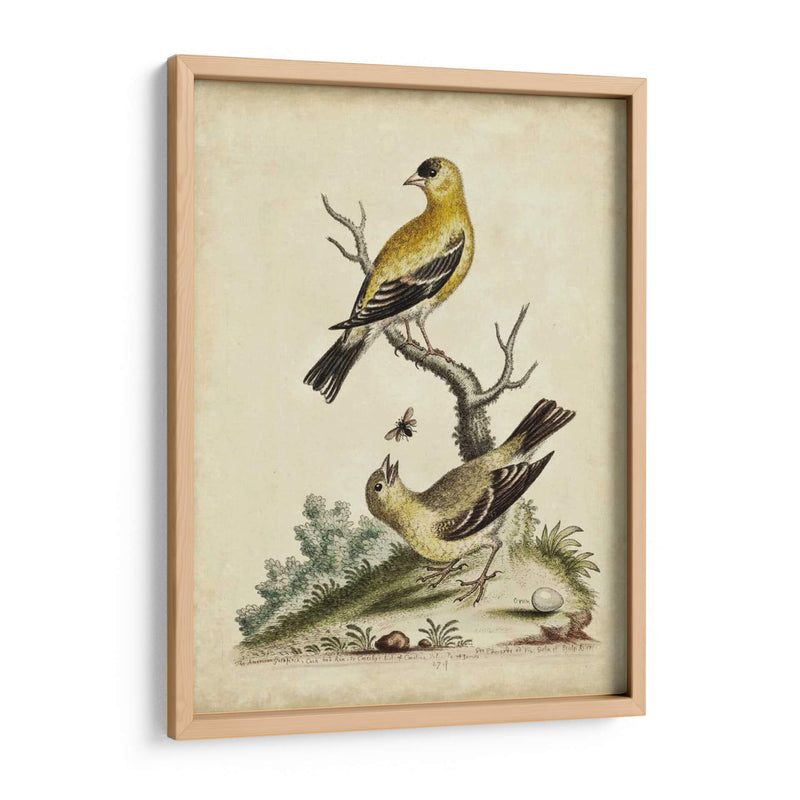 Pares De Aves Edwards Iii - George Edwards | Cuadro decorativo de Canvas Lab