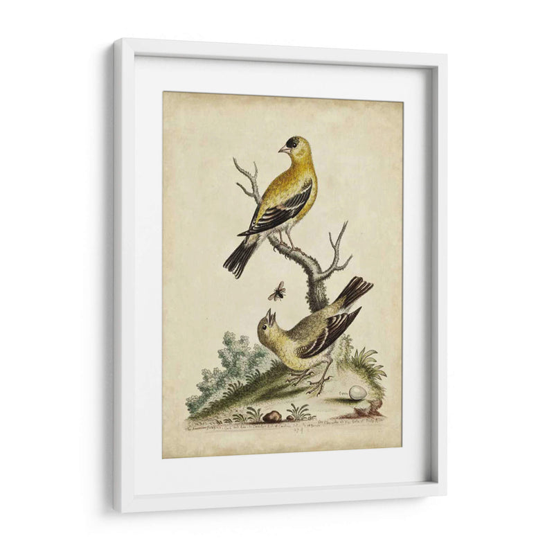 Pares De Aves Edwards Iii - George Edwards | Cuadro decorativo de Canvas Lab