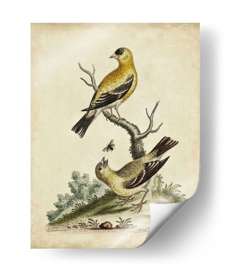 Pares De Aves Edwards Iii - George Edwards | Cuadro decorativo de Canvas Lab