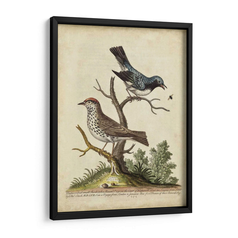 Pares De Aves Edwards V - George Edwards | Cuadro decorativo de Canvas Lab